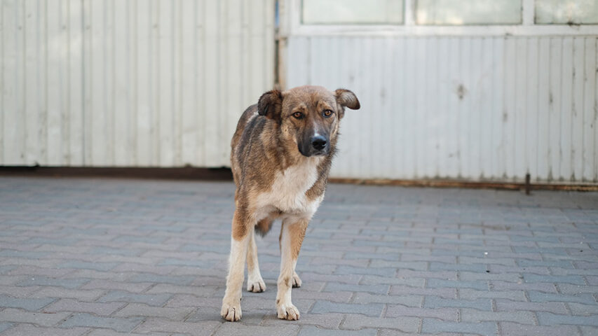 city-dog-chisinau-jpg