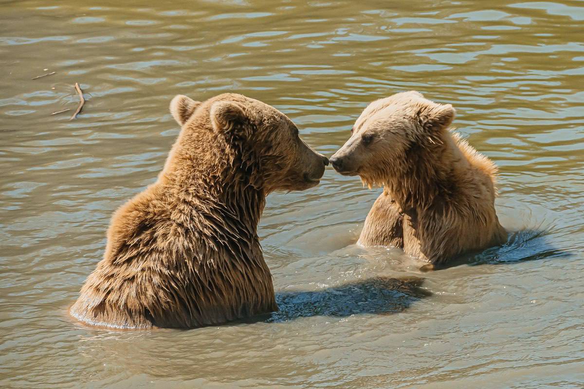 ion_ceban_zoo